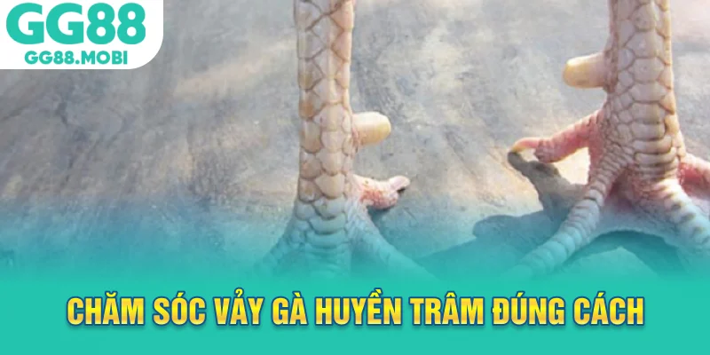 Chăm sóc vảy gà huyền trâm đúng cách
